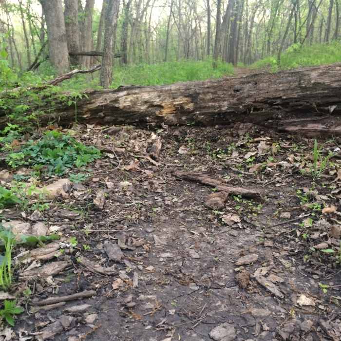 One stump to jump Near Orange Trail