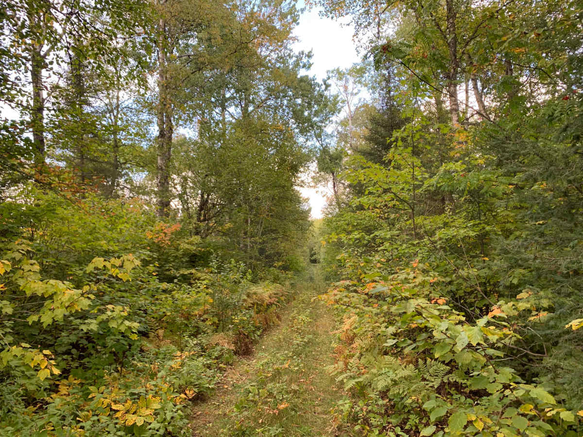 Host Lake Trail - FS 358C photo 5