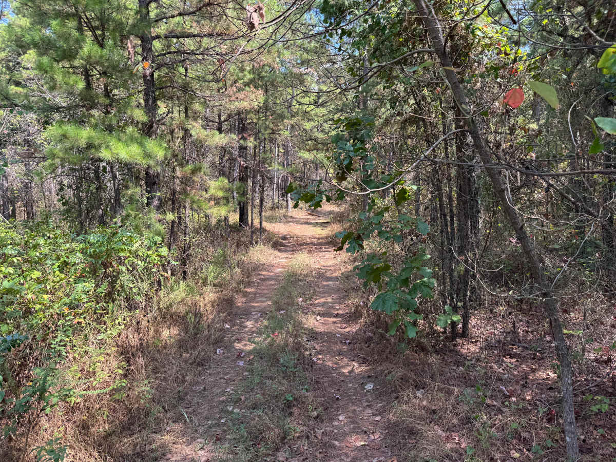 Piney Ridge photo 2