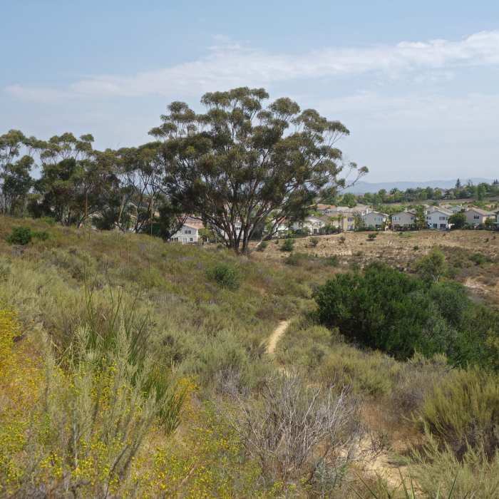 Near Eucalyptus Trail
