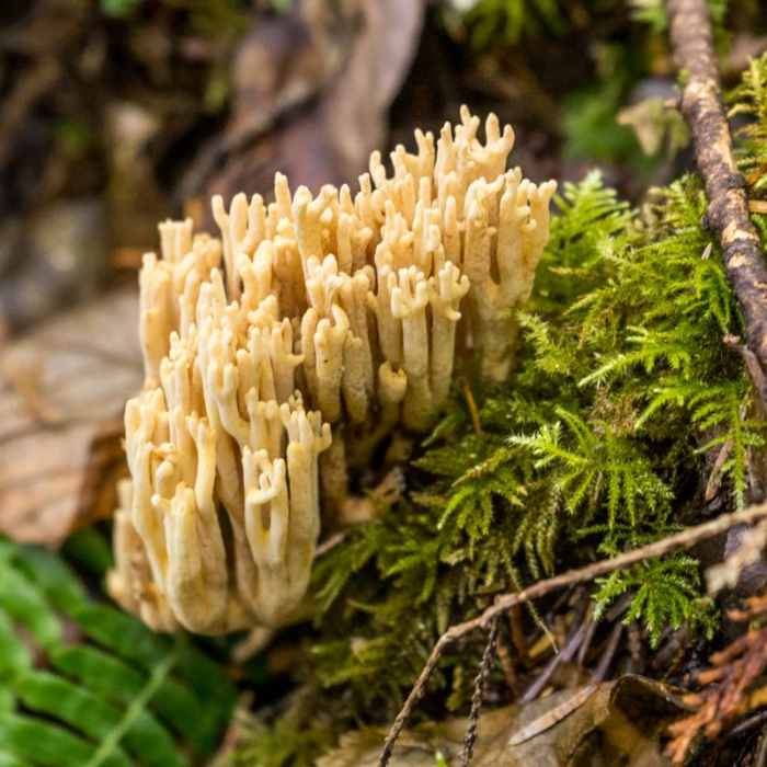 Near South Slough Loop Hike