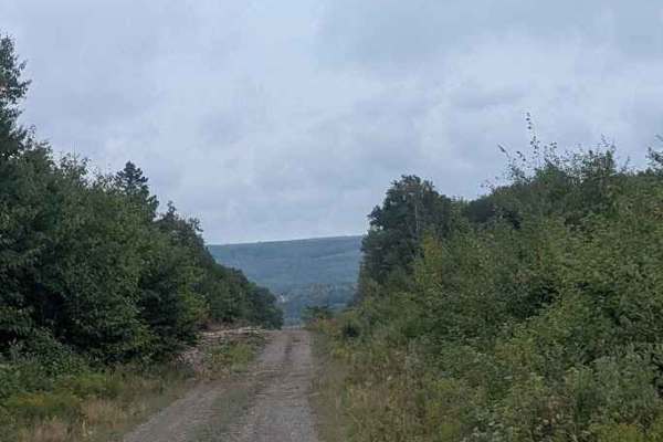 Narrows Mountain Trail