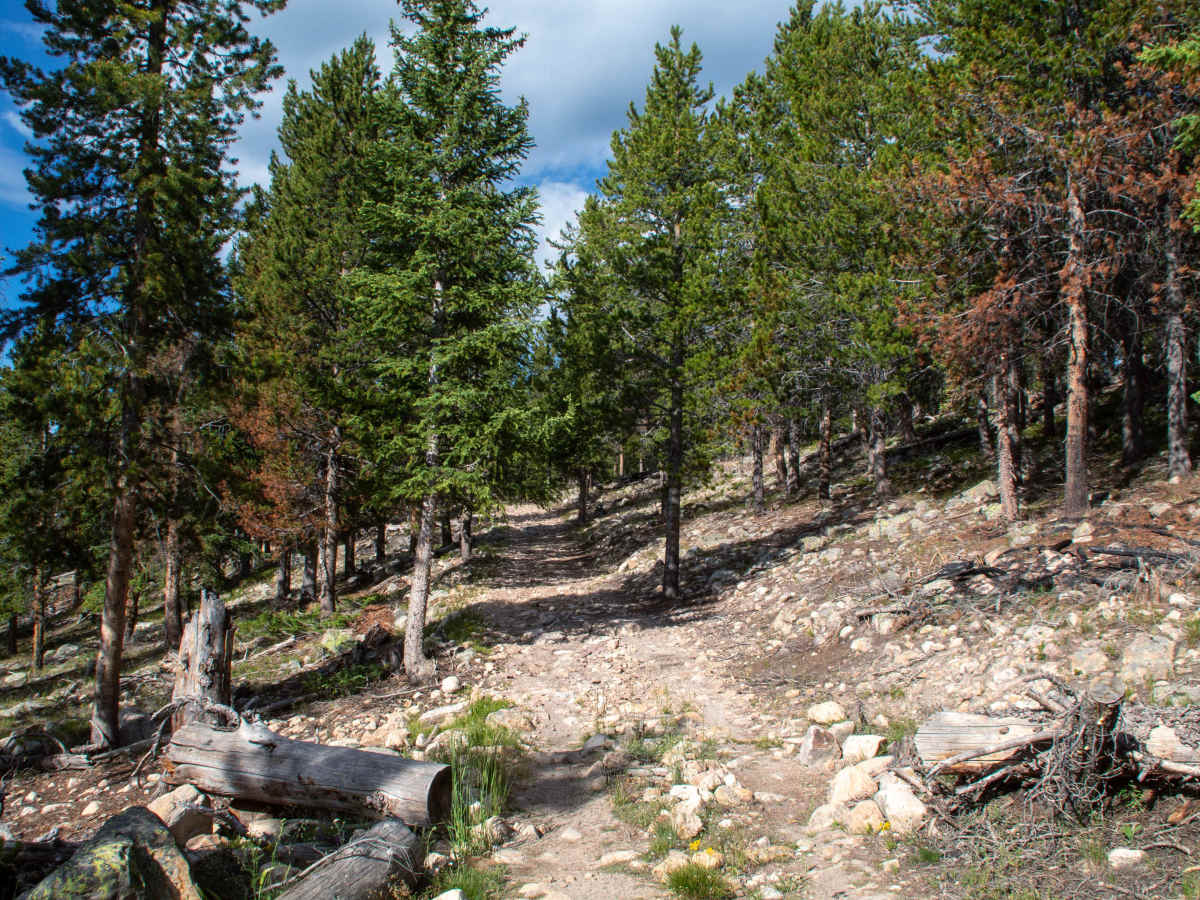 Slate Gorge - FS 80964 photo 3
