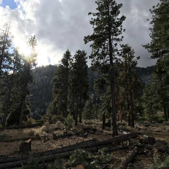 Near Fay Luther/Jobs Peak Ranch Trail