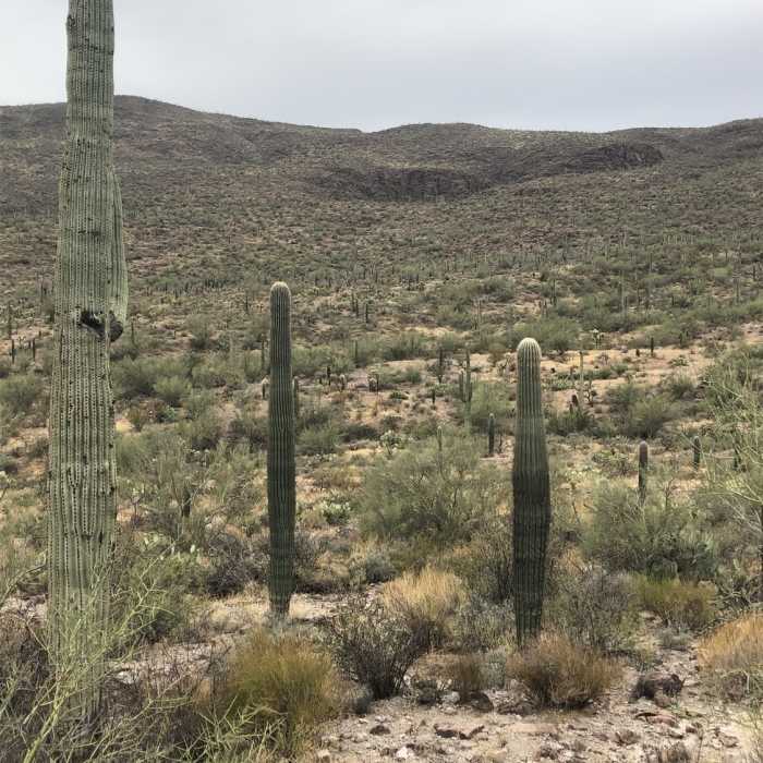 Beautiful view of the desert Near Safford Peak