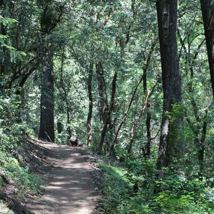 Near Mount Saint Helena