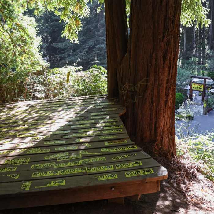 Near Mystery Spot Hiking Trail