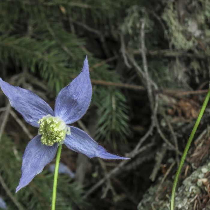 Near North Boundary Trail