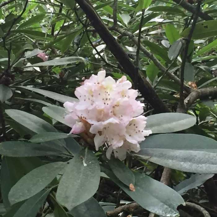 Rhododendrons are in full bloom the first 2 weeks of June. They form a canopy on the Coon Den Falls Trail. Near Coon Den Falls and Appalachian Trail Loop