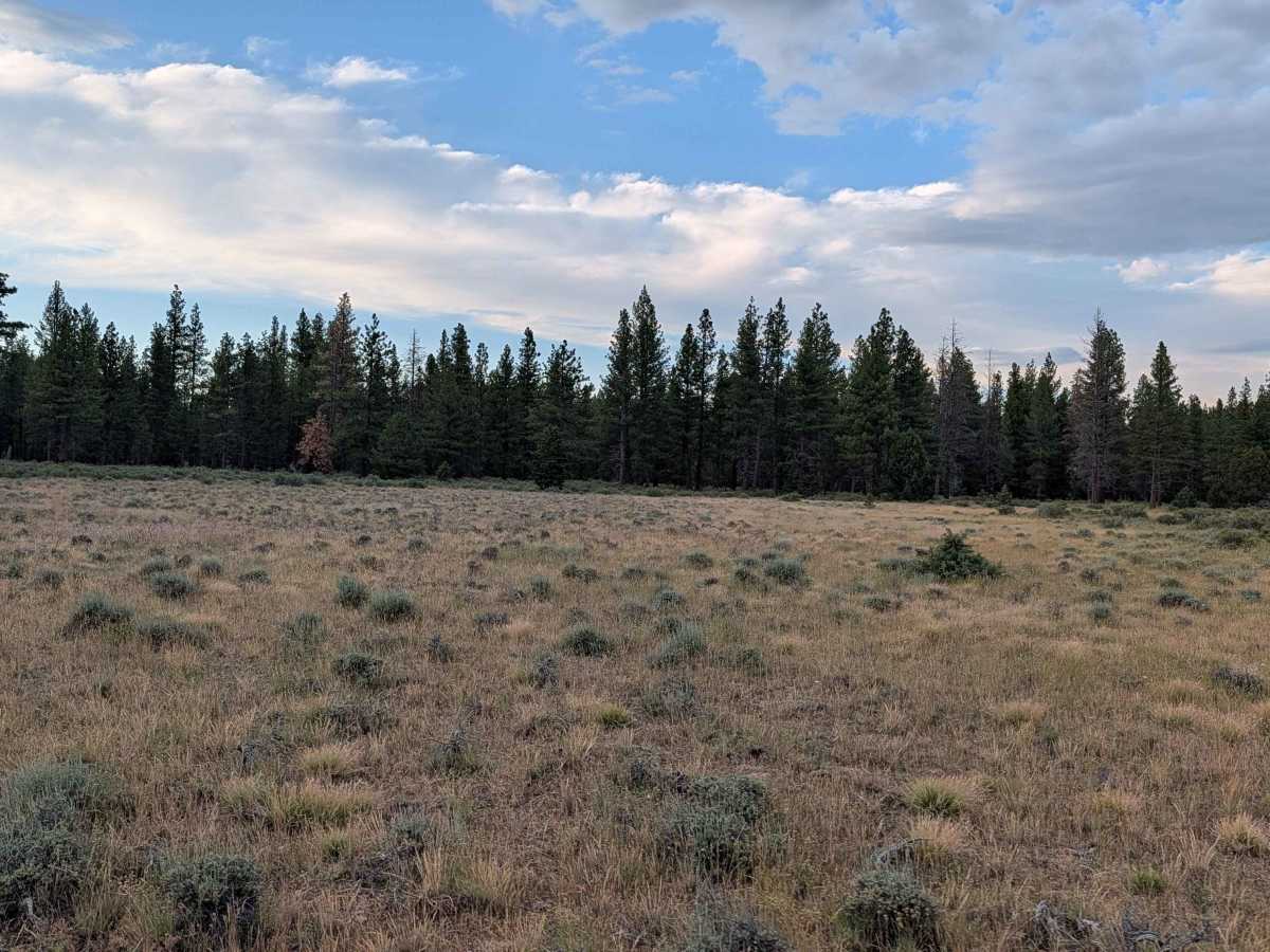 Davis Antelope - FS 44N02 trail photo
