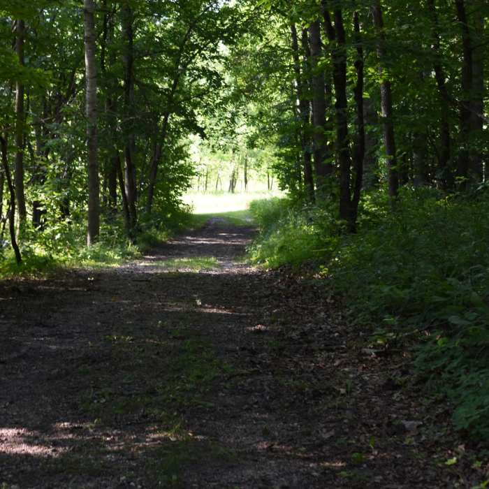 Near Wetland Overlook Trail Near Wetland Overlook Trail