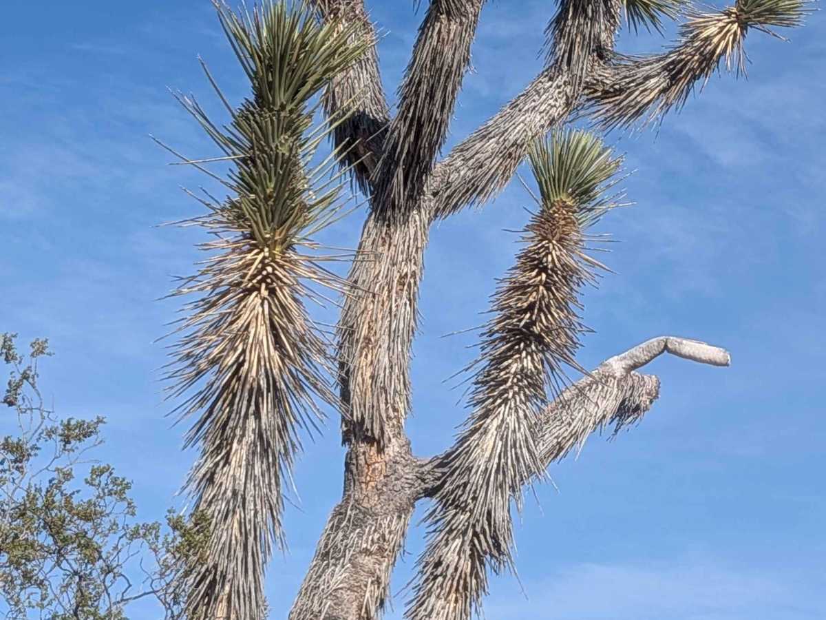 Red Rock Inyokern South photo 5