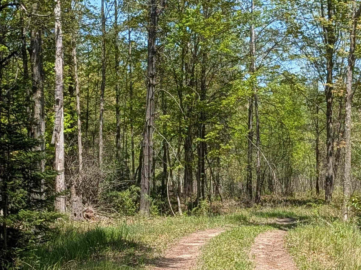 South Eddy Creek Trail photo 3