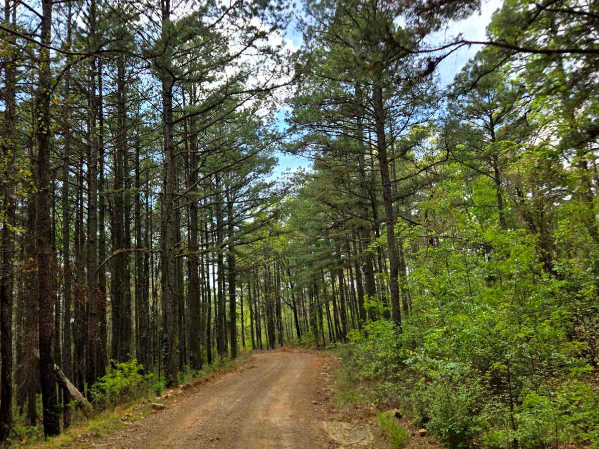 Fern Mountain photo 2