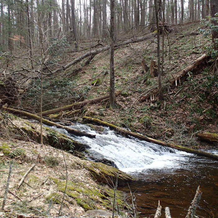 Near Tillman Ravine Trail