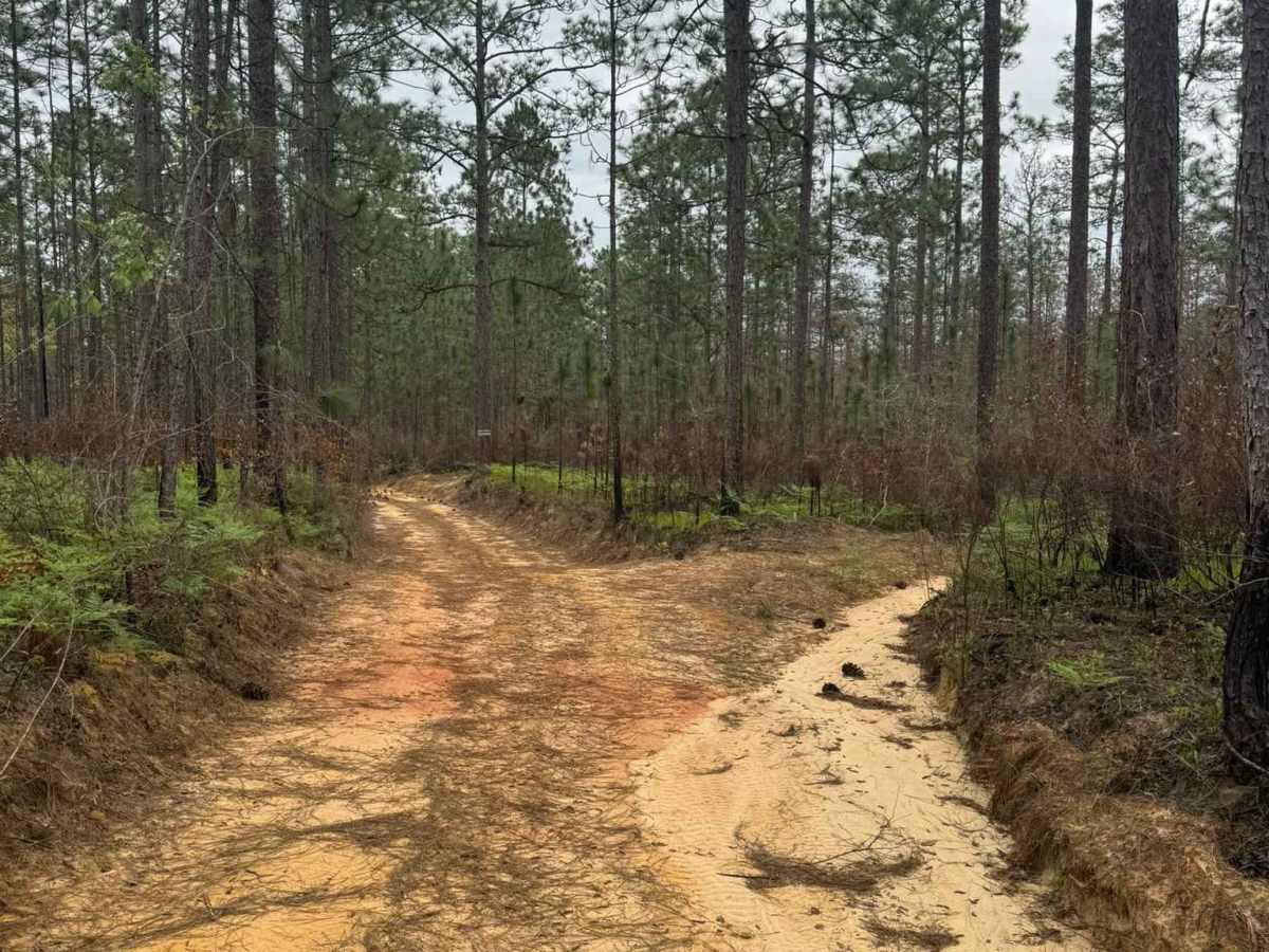 Longleaf Pine Run photo 5