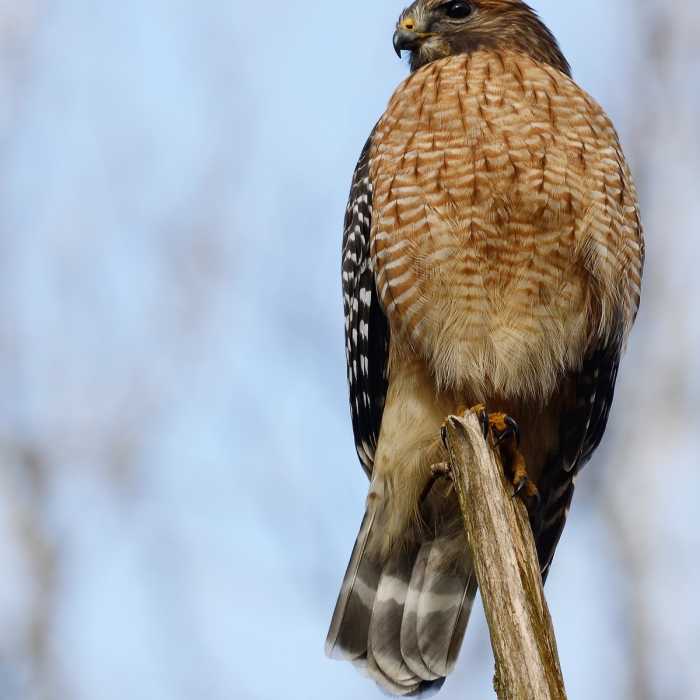 Red-shouldered Hawk Near Old Mill via Jemison Park Trail