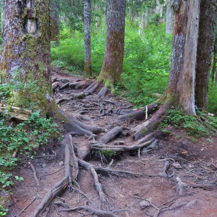 Near Top Spur Trail #785