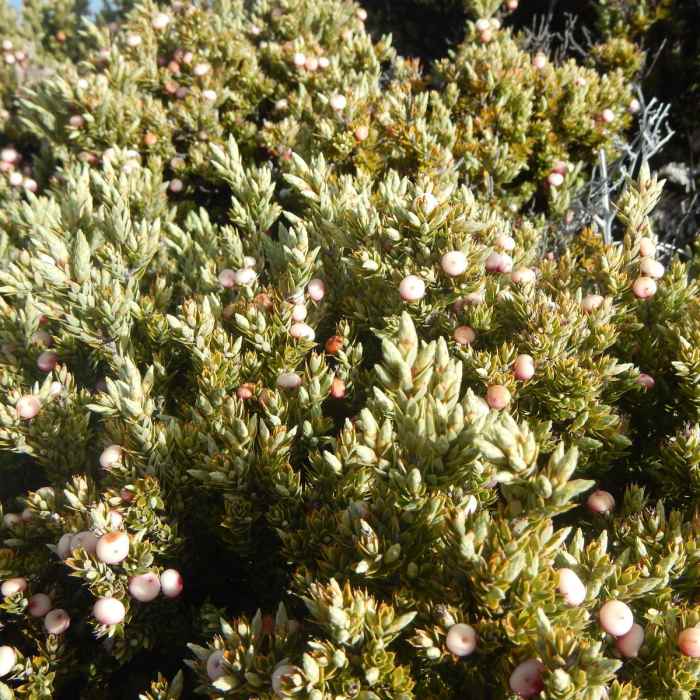 Near Leleiwi Overlook