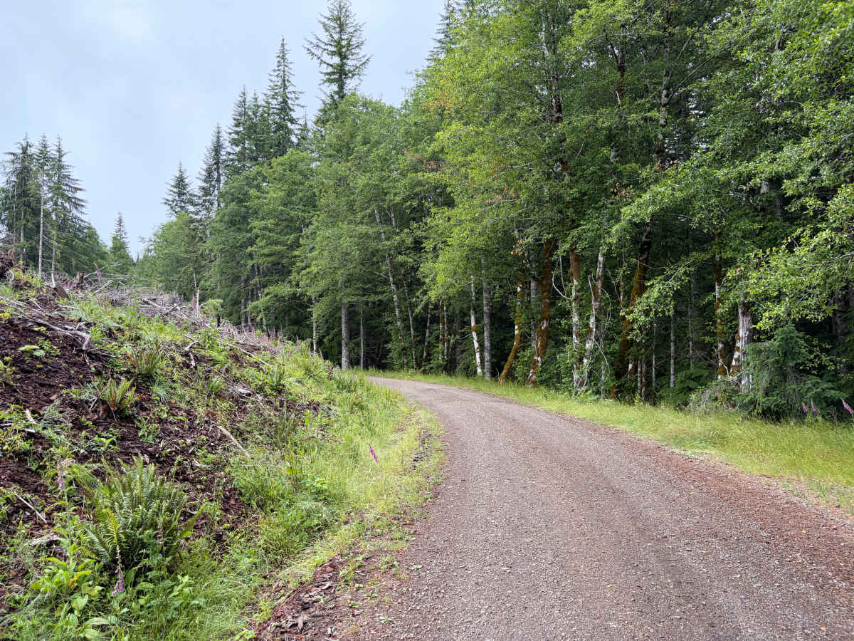 Salmonberry Road photo 5