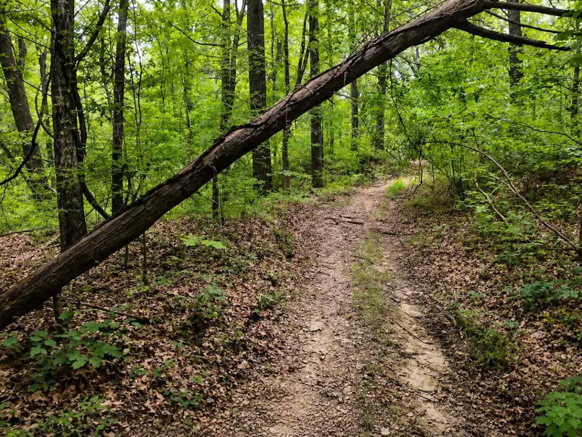 Bushwhacker Loop trail photo