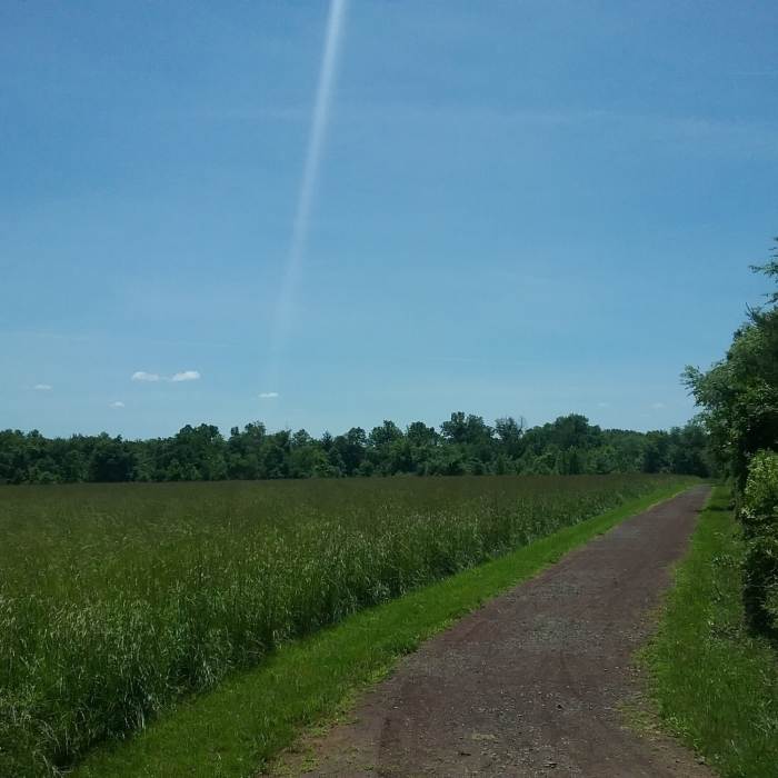 Near LHT: Carson Roads Woods