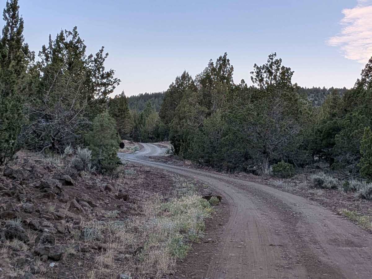 Mount Lively South Fork Mountain Road photo 2