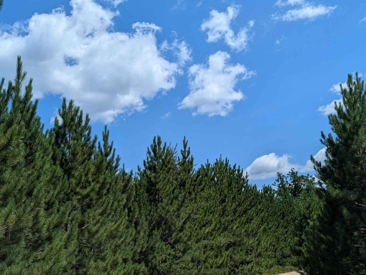 Jackpine Trail trail photo