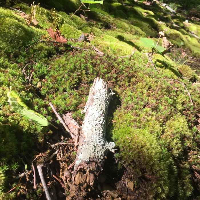 Near Mossy Ridge Trail (Red)