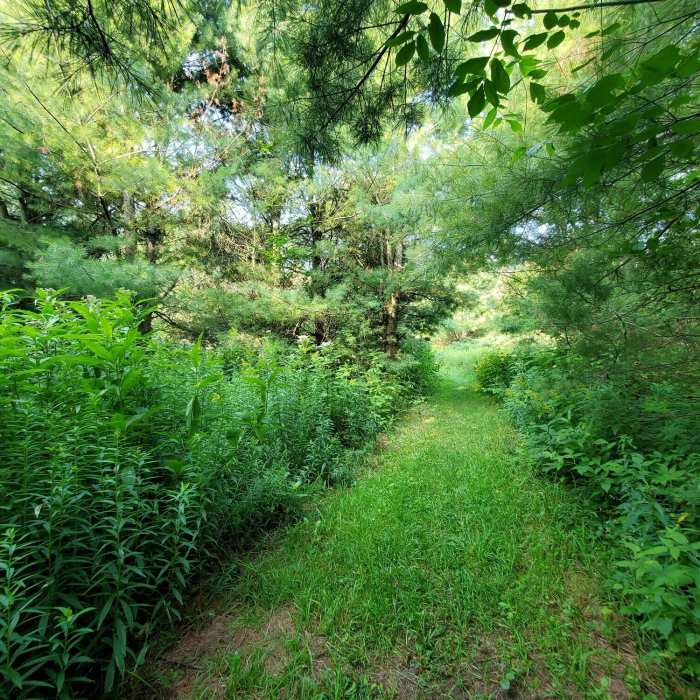 Ian Lang trail. Near Nottawasaga Bluffs Loop