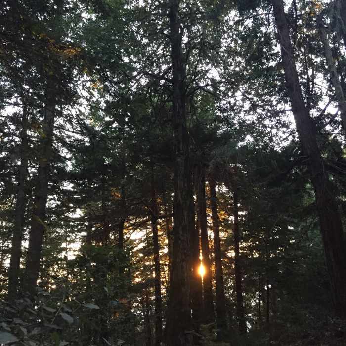 Near Timberview Trail