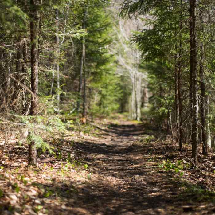 Near Whetstone Gulf Rim Trail Near Whetstone Gulf Rim Trail