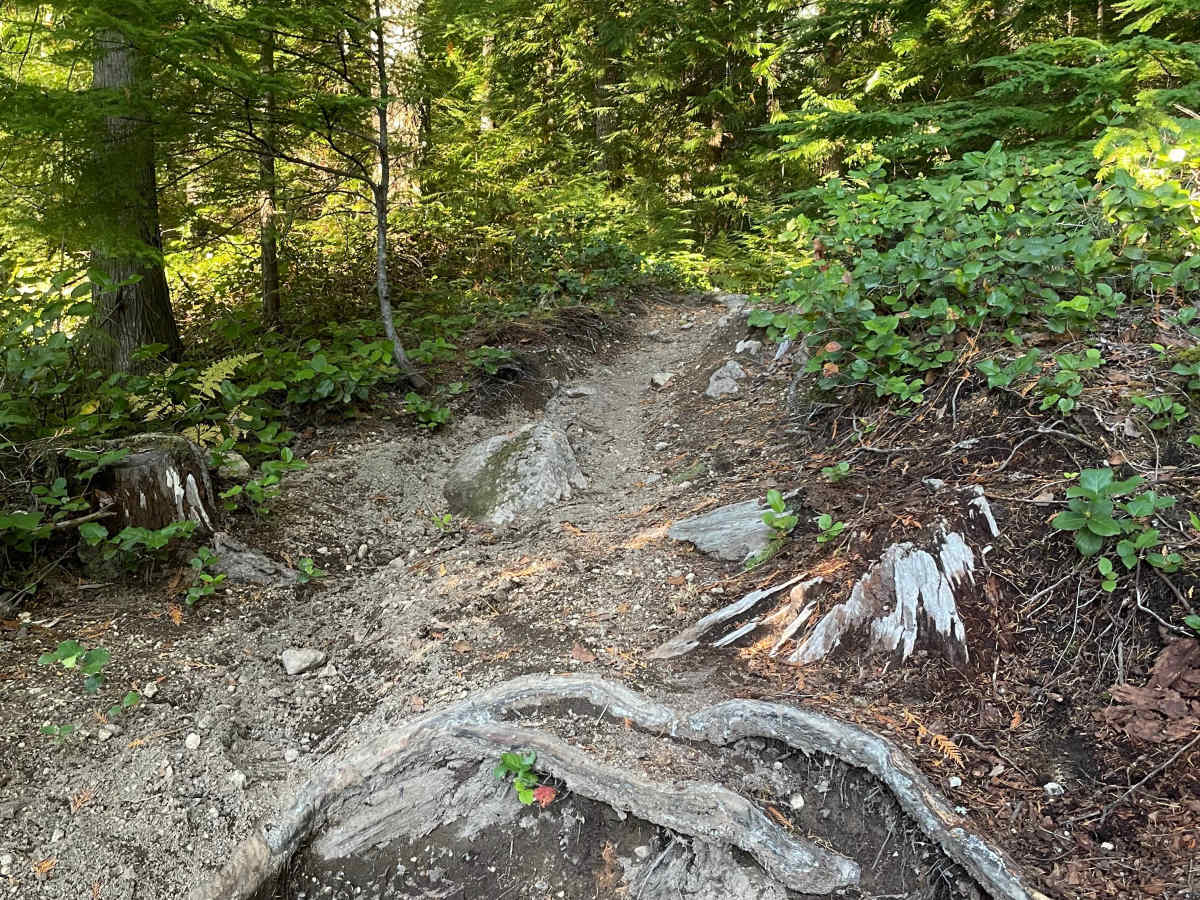 Skidder Skip photo 2