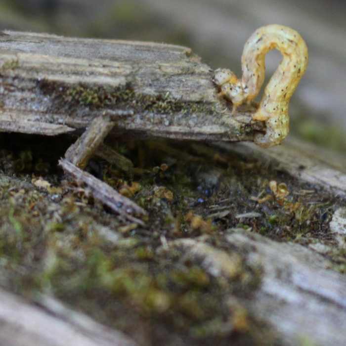 Near Enchanted Valley