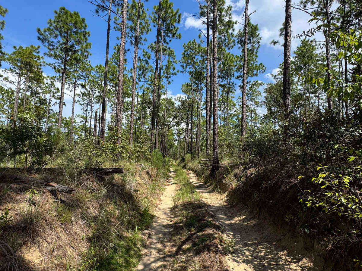 Trail 10A - Citrus WMA photo 2
