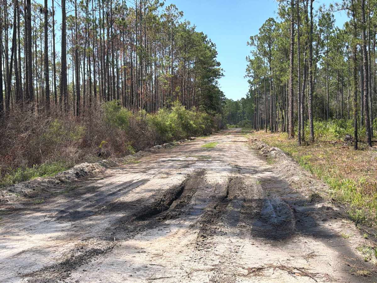 Alligator Swamp - FS 338 photo 3