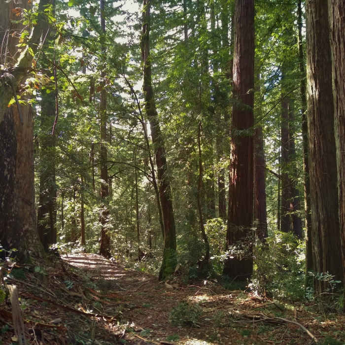 Near Blue Springs Trail
