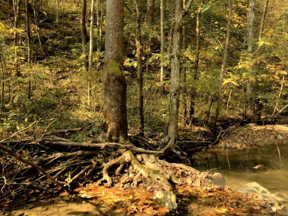 Pistol Creek photo 6