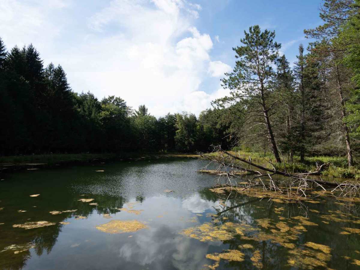 Rehler Forest Road photo 5