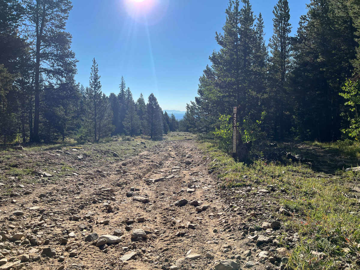 Dog Hair Road trail photo