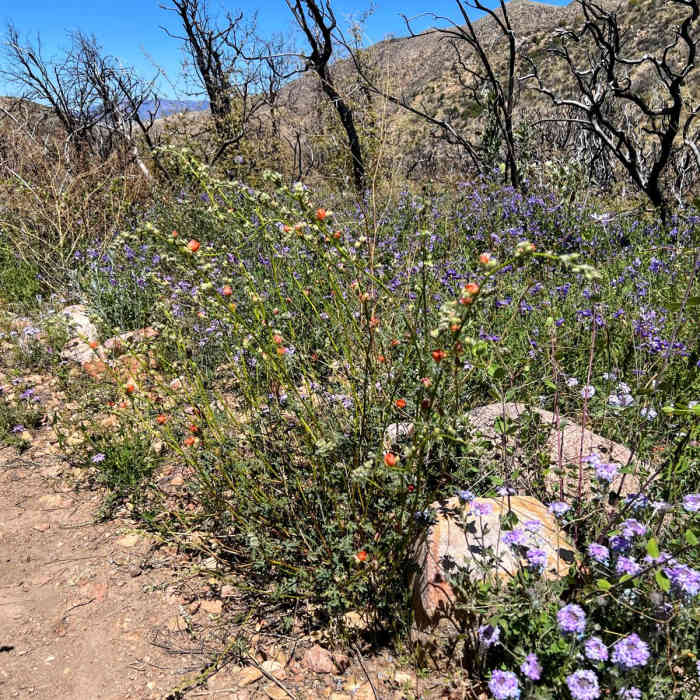 Near Ram Valley / Boulder Creek Loop