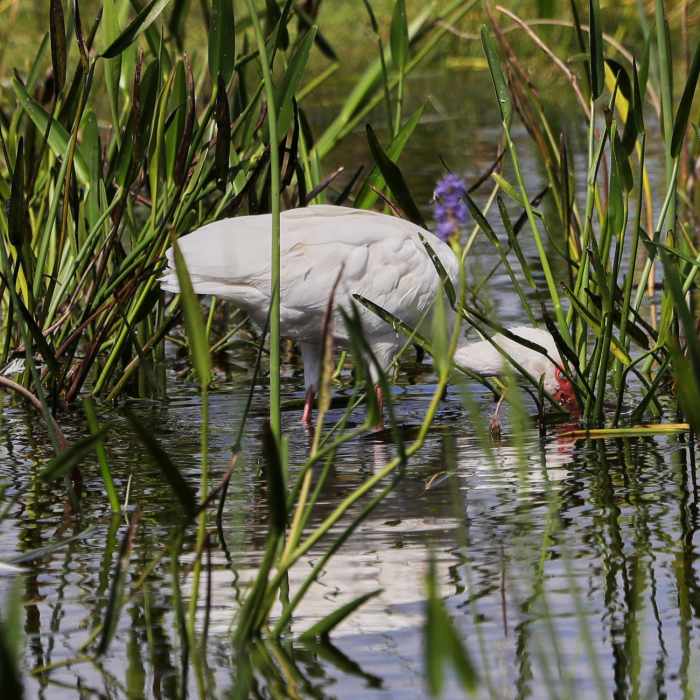 Near Green Cay Wetlands Boardwalk