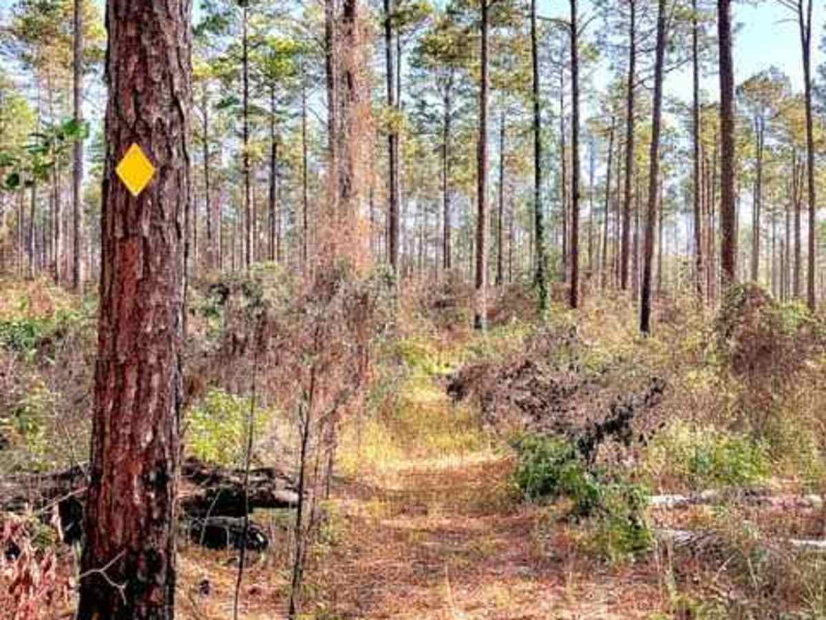 Livingston Trail photo 2