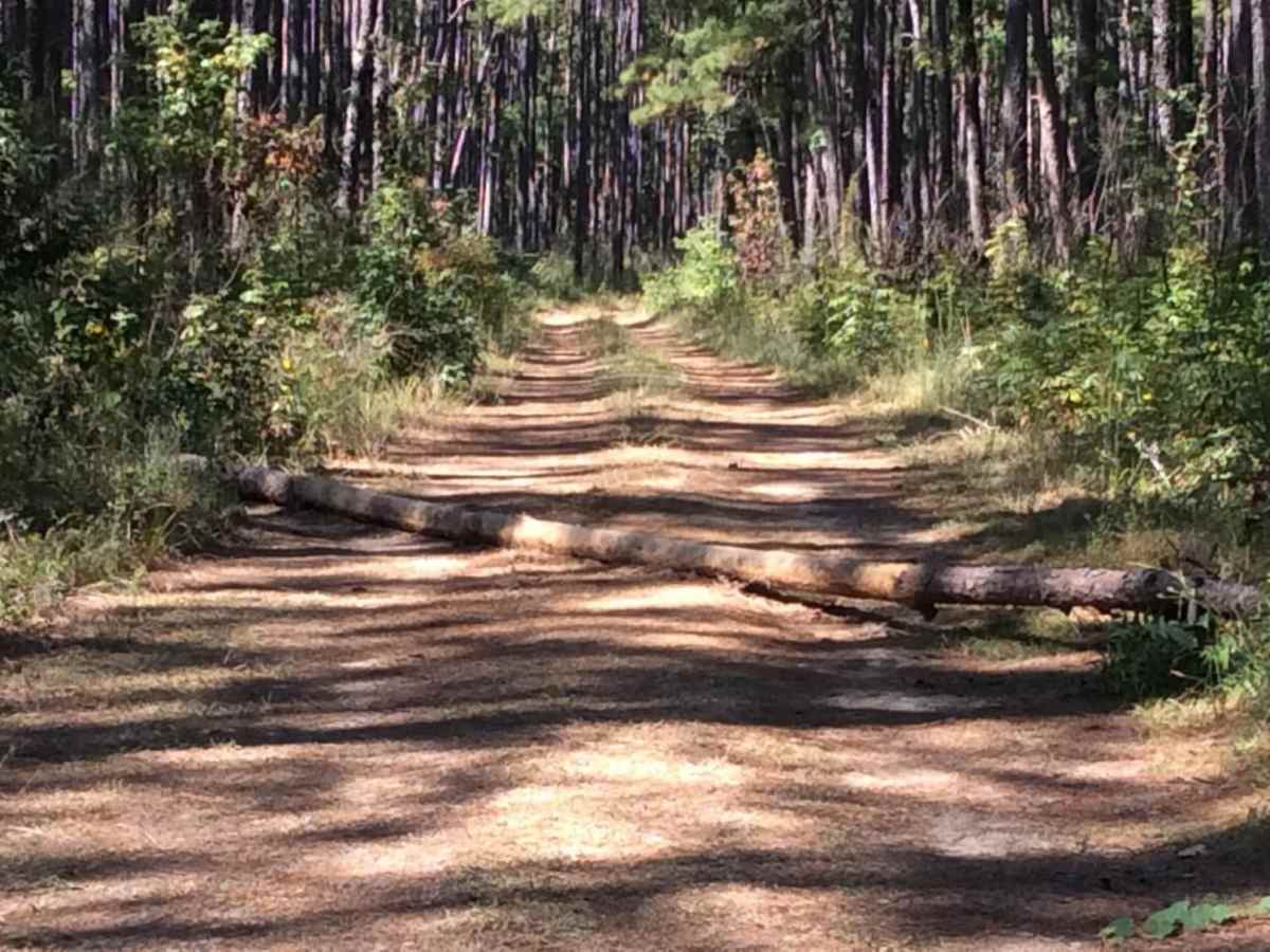 Eastern Evangeline District Trail photo 3