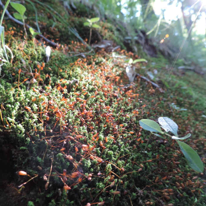 Lots of pretty growth around the trail along the Cattail Loop. Near Turtle River State Park Loop