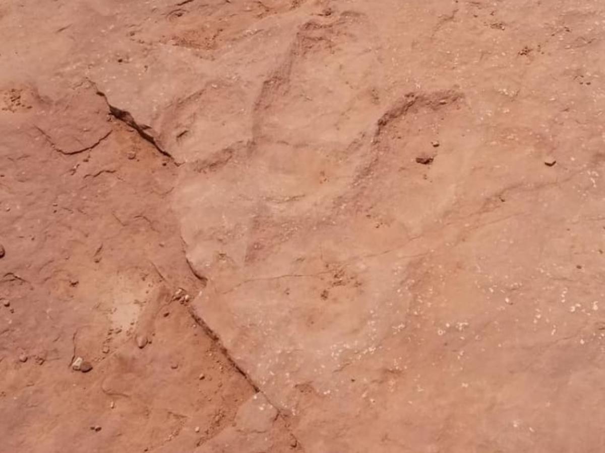 Warner Valley Dinosaur Tracks photo 2