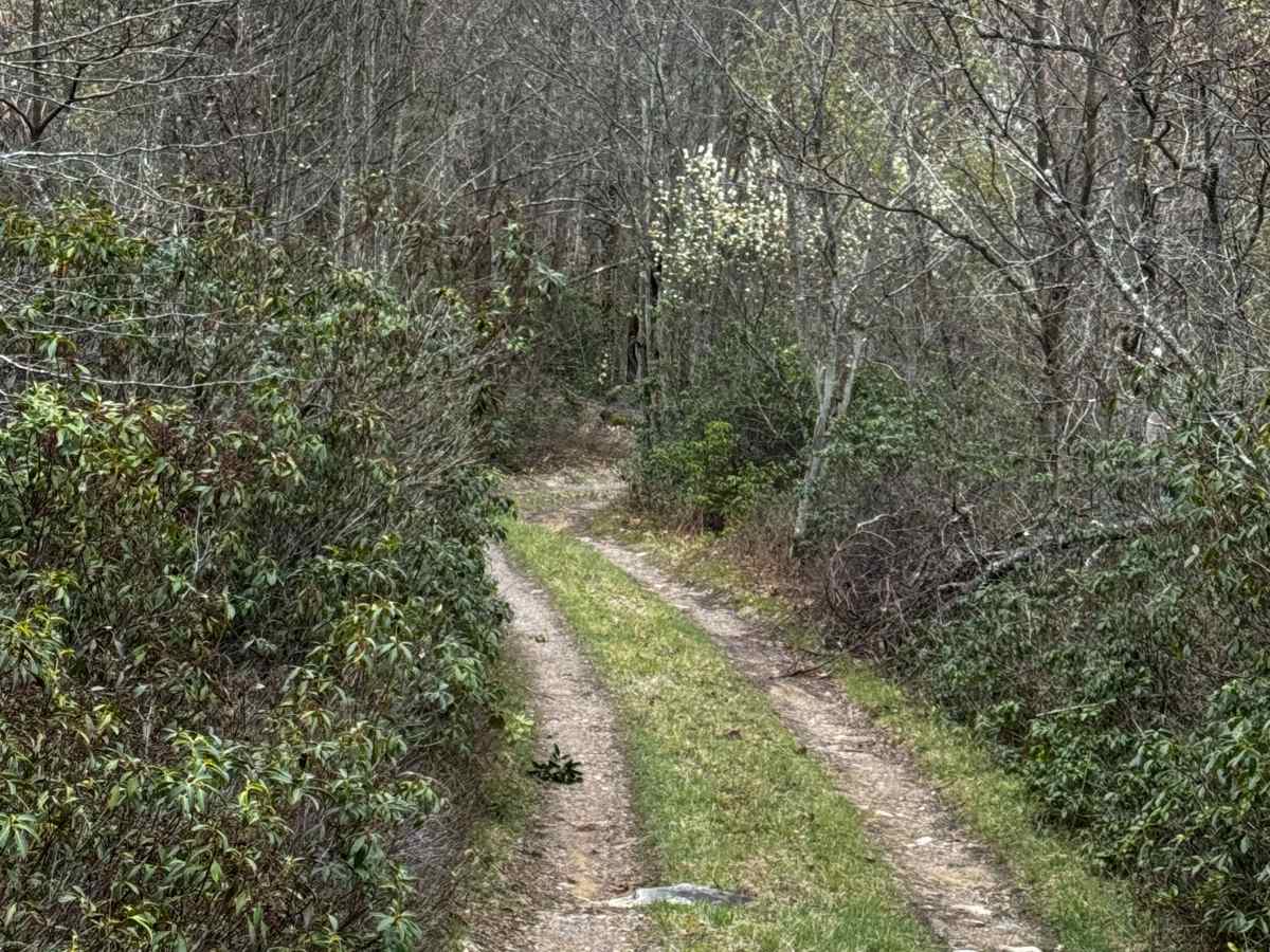 Sprout Springs Trail photo 2