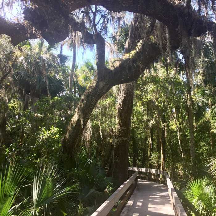 One of many beautiful oaks in the hammock. Near Erna Nixon Park
