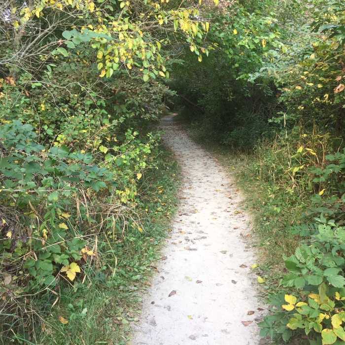 Near Dogwood Hill