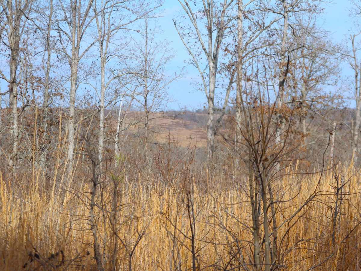 Tick Hollow - FS 423A photo 5